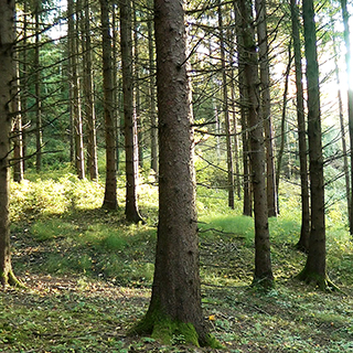 Vue de forêt environnement et écologie - Laurent CROUZET